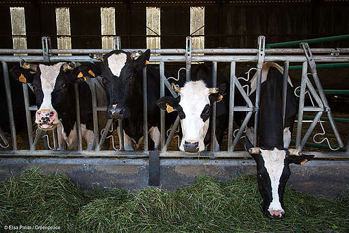 Cows in an Ecological Farm in France
